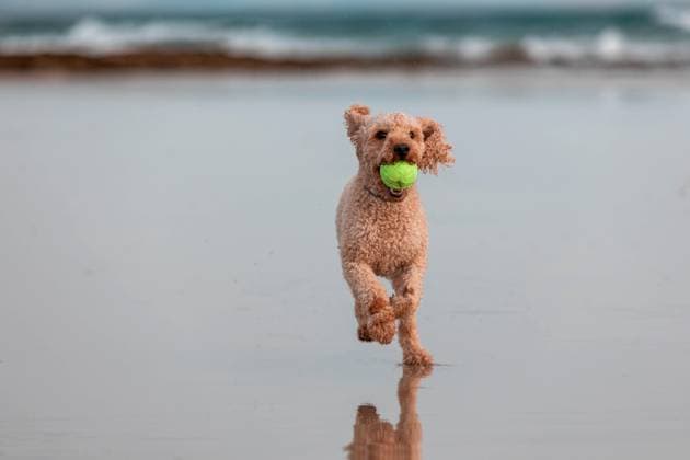 Adorable purebred pet dog with tennis ball in mouth looking at camera while running with reflection on wet sandy beach near blurred waving sea MR SergioVictorVega_ID15750_479141_003 Copyright: xSergioxVictorxVegax Model Released