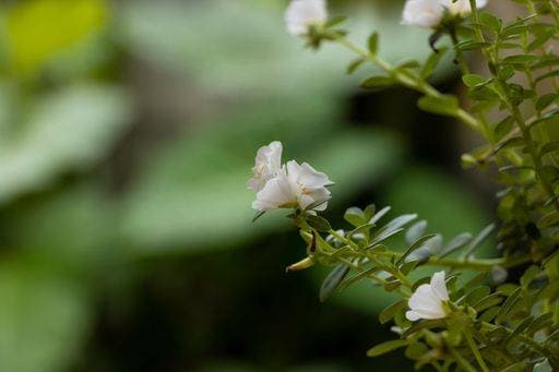 A closeup of a beautiful white ten oclock flower *** einer closeupe des einer Schönes weiß zehn oclock Blume 11685940 RECORD DATE NOT STATED
