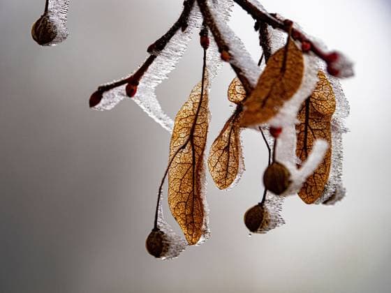 Linde (Tilia spec.), vereiste Lindenfruechte am Baum, Deutschland basswood, linden, lime tree (Tilia spec.), icy lime fruits on a tree, Germany BLWS691906 *** Linde Tilia Spec , icy Lime fruits on Tree, Germany basswood, linden, Lime Tree Tilia Spec , Icy Lime Fruits ON a tree, Germany BLWS691906 Copyright: xblickwinkel N.xNeetzx