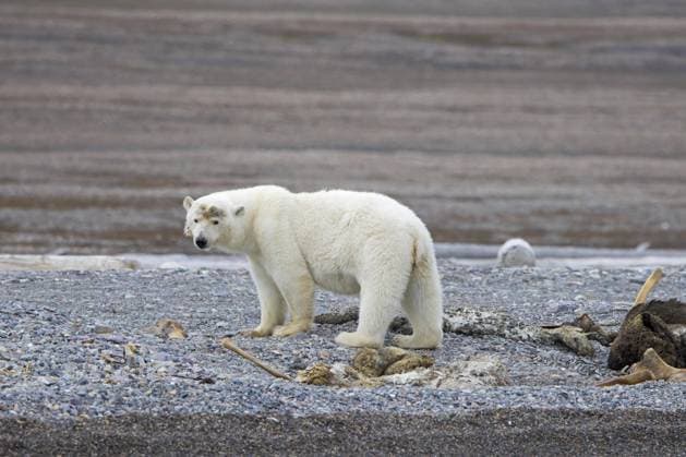  Aasfressender Eisbär (Ursus maritimus) bei der fressen des Kadavers eines gestrandeten toten Wals an der Küste von Svalbard, Spitzbergen, Norwegen, Europa *** Aasfressender Polar Bear Ursus maritimus at the Food of Carcasses one stranded Dead Wals to the Coast from Svalbard, Spitsbergen, Norway, Europe Copyright: imageBROKER/alimdix/xArterrax/xSvenxErikxArndt ibltsm09440709.jpg