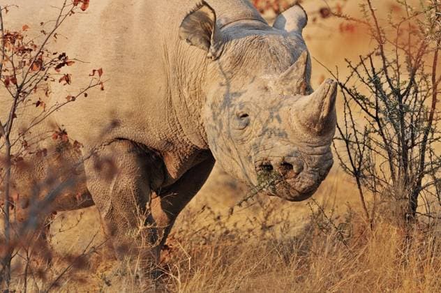 Creative Highlights World Breitmaulnashorn (Ceratotherium simum), Breitmaulnashorn beim Kauen eines Dornbusches, Etosha Nationalpark, Namibia, Afrika *** White Rhino Ceratotherium simum , White Rhino at chew one Briar bush, Etosha National Park, Namibia, Africa Copyright: imageBROKER/alimdix/xArterrax/xLoulouxBeavers ibltsm09440918.jpg