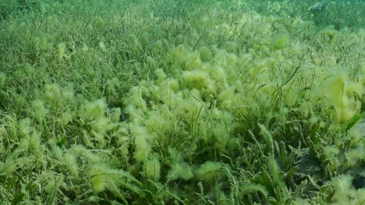 Mit grünem Seegras bewachsener Meeresboden. Seegraswiese mit blühendem grünem Rundblättrigem Seegras oder Nudel Seegras (Syringodium isoetifolium) am Abend, Rotes Meer, Safaga, Ägypten, Afrika *** with green Seagrass bewachsener Seabed Seegraswiese with flourishing green rundblättrigem Seagrass Or Noodle Seagrass Syringodium isoetifolium on Evening, Red Sea, Safaga, Egypt, Africa Copyright: imageBROKER/AndreyxNekrasov ibxaaa09386852.jpg