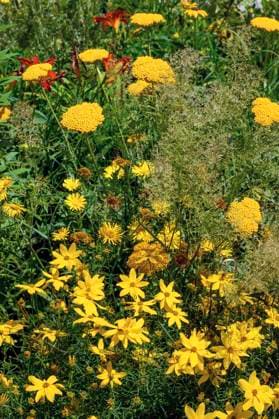 Gelbe Schafgarbe (Achillea filipendulina), Goldgarbe, Weidenblättrige Ochsenauge (Buphthalmum salicifolium) und Quirlblättriges Mädchenauge (Coreopsis verticillata), Allgäu, Bayern, Deutschland, Europa *** Yellow Yarrow Achillea filipendulina , Goldgarbe, Weidenblättrige Ox-eye Buphthalmum salicifolium and Quirlblättriges Girls eye Coreopsis verticillata , Allgäu, Bavaria, Germany, Europe Copyright: imageBROKER ManfredxBail ibxabc09436694.jpg
