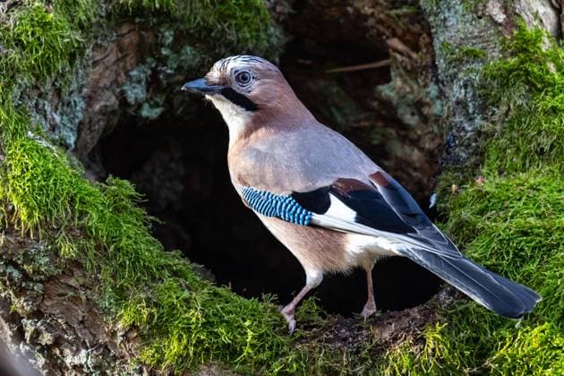  Eichelhäher (Garrulus glandarius) Deutschland *** Jay garrulus glandarius Germany Copyright: imageBROKER/HermannxBrehm ibxhbr09435356.jpg