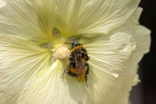  Hummel (Bombus) in einer Stockrosenblüte (Alcea rosea) bedeckt mit Blütenstaub, Bayern, Deutschland, Europa *** Hummel Bombus in a Stock rose blossom Alcea Rosea covered with Pollen, Bavaria, Germany, Europe Copyright: imageBROKER/HelmutxMeyerxzurxCapellen ibxmzc09429157.jpg