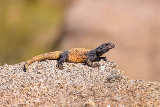 Creative Highlights World Gemeiner Chuckwalla (Sauromalus ater), grosses Maennchen auf einem Fels, Seitenansicht, USA, Arizona, Pinnacle Peak, Scottsdale Common chuckwalla (Sauromalus ater), large male on a rock, side view, USA, Arizona, Pinnacle Peak, Scottsdale BLWS687796 *** Common Chuckwalla Sauromalus ater , Big Men at a Rock, Side view, USA, Arizona, Pinnacle Peak, Scottsdale Common Chuckwalla Sauromalus ater , Large Male ON a rock, Side view, USA, Arizona, Pinnacle Peak, Scottsdale BLWS687796 Copyright: xblickwinkel A.xHartlx