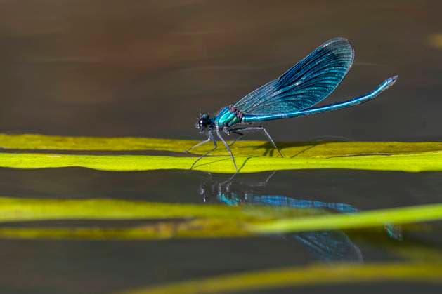 Gebaenderte Prachtlibelle (Calopteryx splendens, Agrion splendens), Maennchen auf einem Blatt an der Wasseroberflaeche, Seitenansicht, Deutschland, Niedersachsen banded blackwings, banded agrion, banded demoiselle (Calopteryx splendens, Agrion splendens), male on a leaf at the water surface, side view, Germany, Lower Saxony BLWS688088 *** Changed Splendid dragonfly Calopteryx splendens, Agrion splendens , Men at a Sheet to the Water surface, Side view, Germany, Lower Saxony BANDED blackwings, BANDED agrion, BANDED Demoiselle Calopteryx splendens, Agrion splendens , Male ON a Leaf AT The Water surface, Side view, Germany, Lower Saxony BLWS688088 Copyright: xblickwinkel McPHOTO W.xRolfesx