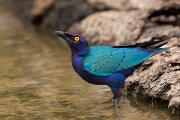Creative Highlights World Gruenschwanz-Glanzstar, Gruenschwanzglanzstar (Lamprotornis chalybaeus), trinkend, Gambia, Farabanta greater blue-eared glossy starling (Lamprotornis chalybaeus), drinking, Gambia, Farabanta BLWS689353 *** Gruen tail Shining star, Gruen gloss black star Lamprotornis chalybaeus , drinking, Gambia, Farabanta Greater Blue eared glossy Starling Lamprotornis chalybaeus , drinking, Gambia, Farabanta BLWS689353 Copyright: xblickwinkel AGAMI H.xBouwmeesterx