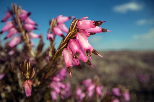 Schnee-Heide, Schneeheide, Winter-Heide, Winterheide (Erica herbacea, Erica carnea), bluehend, Wildform, Deutschland spring heath (Erica herbacea, Erica carnea), blooming, wild form, Germany BLWS688487 *** Snow Heath, Snow Heath, Winter Heath, Winter heath Erica herbacea, Erica carnea , blueing, Wild form, Germany Spring Heath Erica herbacea, Erica carnea , blooming, Wild form, Germany BLWS688487 Copyright: xblickwinkel W.xWillnerx