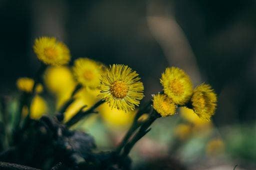 A selective focus shot of yellow coltsfoot flowers in the garden *** einer selektive Fokus erschossen des Gelb Huflattich Blumen ÊIn der Garten 19115817 RECORD DATE NOT STATED
