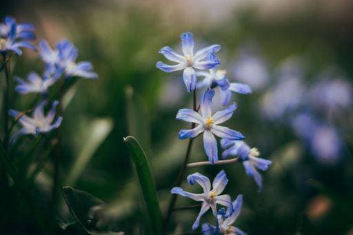 A selective focus shot of chionodoxa luciliae (glory of the snow) in the garden *** einer selektive Fokus erschossen des chionodoxa luciliae Herrlichkeit des der Schnee ÊIn der Garten 19115820 RECORD DATE NOT STATED
