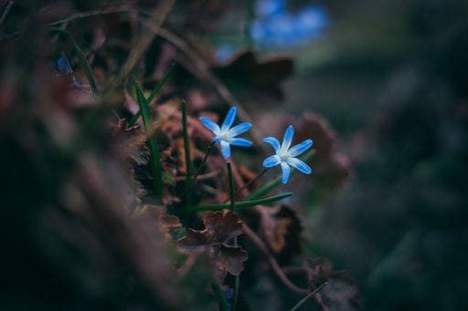 A selective focus shot of chionodoxa luciliae (glory of the snow) in the garden *** einer selektive Fokus erschossen des chionodoxa luciliae Herrlichkeit des der Schnee ÊIn der Garten 19115831 RECORD DATE NOT STATED