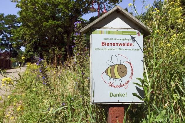 08.07.2023, Neuenhagen, Brandenburg, GER - Hinweisschild auf eine angelegte Bienenweide am Strassenrand. (aussen, Aussenaufnahme, Bienenweide, Biodiversitaet, Biologie, bluehen, bluehend, Bluehflaeche, Bluehstreifen, Blueten, Bluetenpflanzen, Bluetenstand, Blumen, Botanik, Brandenburg, Buergersteig, deutsch, Deutschland, Europa, europaeisch, Flora, Gehsteig, Gehweg, Gewaechse, HInweis, Hinweisschild, Jahreszeit, Natur, Neuenhagen, Neuenhagen summt, niemand, Pflanzen, QF, Querformat, Schild, Sommer, Strassenrand, Westeuropa, Wildblumen, Wildpflanzen) 230708D833NEUENHAGEN.JPG *** 08 07 2023, Neuenhagen, Brandenburg, GER sign on a bee pasture at the roadside outside, outside photo, bee pasture, biodiversity, biology, blue, blueh, bluehflaeche
