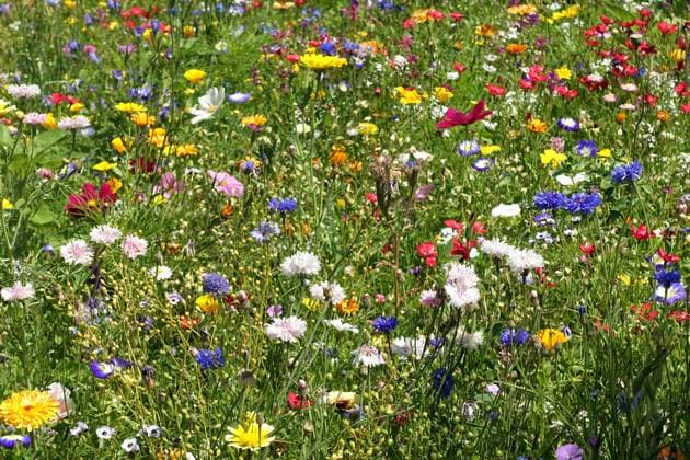 08.07.2023, Neuenhagen, Brandenburg, GER - Blumenwiese. (Bienenweide, aufgeblueht, aussen, Aussenaufnahme, Biodiversitaet, Biologie, bluehen, bluehend, Bluehflaeche, Bluehstreifen, Blueten, Bluetenpflanzen, Bluetenstand, Blumen, Blumenwiese, Botanik, Brandenburg, deutsch, Deutschland, Europa, europaeisch, Flora, Gewaechse, Jahreszeit, Natur, Neuenhagen, niemand, Pflanzen, QF, Querformat, Sommer, Westeuropa, Wiese, Wiesenblumen, Wildblumen, Wildpflanzen) 230708D841NEUENHAGEN.JPG *** 08 07 2023, Neuenhagen, Brandenburg, GER flower meadow bee pasture, bloomed, outside, exterior, biodiversity, biology, blossom, blossoming, bluehflaeche, bluehstrip, blossoms, blossom plants, blossom stand, flowers, flower meadow, Botany, Brandenburg, Germany, E