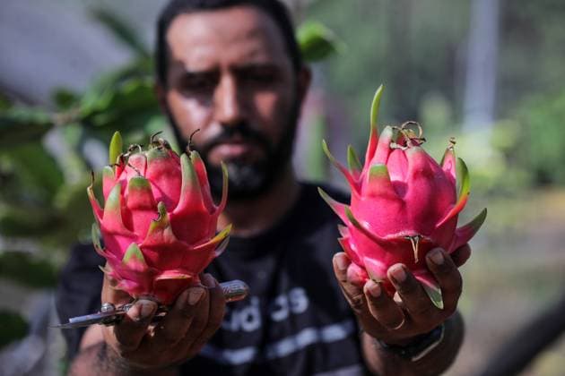News Themen der Woche KW30 News Bilder des Tages Pitaya Harvest In Gaza A Palestinian farmer harvests pitahaya or dragon fruit (Hylocereus undatus) at an orchard in Beit Hanoun near the Erez crossing between Israel and the northern Gaza Strip, on July 29, 2023. Gaza Palestine  Copyright: xMajdixFathix originalFilename: fathi-notitle230729_np0qj.jpg