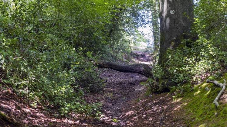 RECORD DATE NOT STATED Wanderweg Alte-Haase-Weg Süd *** NUR FÜR REDAKTIONELLE ZWECKE *** EDITORIAL USE ONLY ***<p>Der Beginn des Hohlweg am Samstag, dem 29. July 2023 auf dem Wanderweg Alte-Haase-Weg Süd mit Wanderzeichen Förderturm in Sprockhövel; Wanderführer *** Die Spur der Kohle *** der Stadt Sprockhövel. Info: *** dieser Weg ist sehr schlecht passierbar, angrenzende Bewohner haben schon Bäume zurechtgeschnitten und sich beim Sauerländischen Gebirgsverein beschwert... Antwort: auf eigene Gefahr *** Deutschland NRW Sprockhövel Copyright: WalterxFischer *** Hiking trail Alte Haase Weg Süd FOR EDITORIAL PURPOSES ONLY EDITORIAL USE ONLY p The beginning of the hollow way on Saturday, 29 July 2023 on the hiking trail Alte Haase Weg Süd with hiking si Copyright: WalterxFischer doc7ravozds17d18x7kfnhp ,EDITORIAL USE ONLY