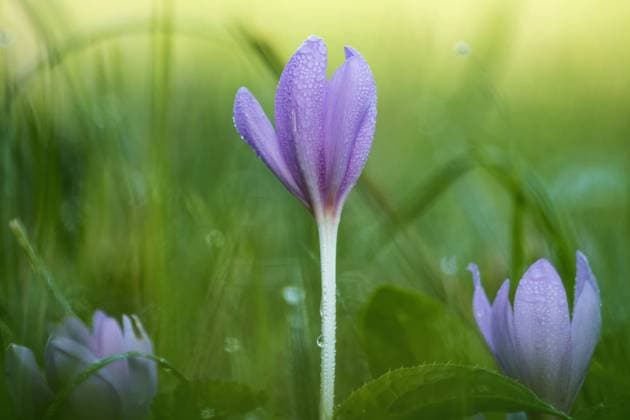 Herbstzeitlose, Herbst-Zeitlose (Colchicum autumnale), Bluete mit Regentropfen, Deutschland Meadow saffron, Naked lady, Autumn crocus (Colchicum autumnale), flower with raindrops, Germany BLWS692093 *** Autumn crocus, Autumn timeless Colchicum autumnale , Bluete with Raindrops, Germany Meadow saffron, Naked lady, Autumn Crocus Colchicum autumnale , Flower With raindrops, Germany BLWS692093 Copyright: xblickwinkel M.xWuchenauerx