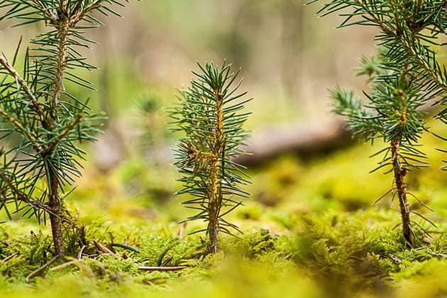 Gemeine Fichte, Gewoehnliche Fichte, Rotfichte, Rot-Fichte, Rottanne, Rot-Tanne (Picea abies), Junpflanzen am Waldboden, Deutschland Norway spruce (Picea abies), young spruces on forestground, Germany BLWS692109 *** Common Spruce, Usual Spruce, Red Spruce, Red Spruce, Red fir, Red Fir tree Picea Abies , June plants on Forest floor, Germany Norway Spruce Picea Abies , Young spruces ON forestground, Germany BLWS692109 Copyright: xblickwinkel M.xWuchenauerx