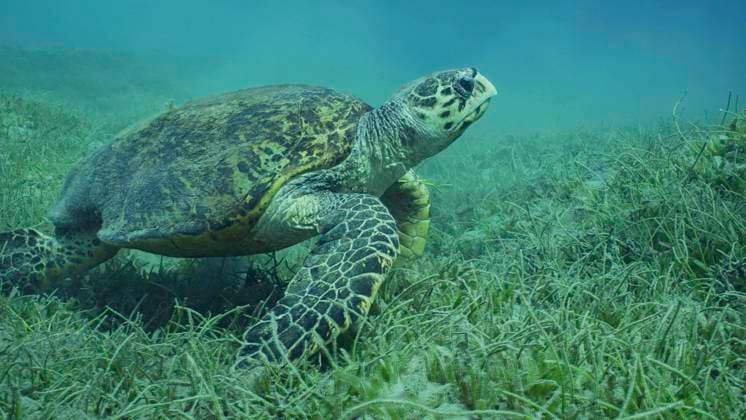  Sehr alte männliche Echte Karettschildkröte (Eretmochelys imbricata) oder Bissa auf Seegraswiese mit Rundblättrigem Seegras oder Nudel Seegras (Syringodium isoetifolium), Rotes Meer, Safaga, Ägypten, Afrika *** Very Old male Real Karettschildkröte Eretmochelys imbricata Or bissa at Seegraswiese with rundblättrigem Seagrass Or Noodle Seagrass Syringodium isoetifolium , Red Sea, Safaga, Egypt, Africa Copyright: imageBROKER/AndreyxNekrasov ibxaaa09468413.jpg
