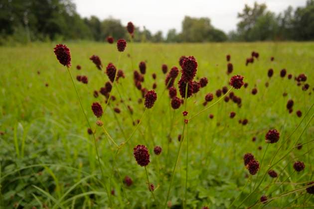 Wiese mit Wiesenknopf (Sanguisorba), Reichertshausen, Pfaffenhofen, Pfaffenhofen an der Ilm, Ilmtal, Bayern, Oberbayern, Deutschland, Europa *** Meadow with Meadow button Sanguisorba , Reichertshausen, Pfaffenhofen, Pfaffenhofen to the Ilm, Ilmtal, Bavaria, Upper Bavaria, Germany, Europe Copyright: imageBROKER A.xScholz ibxsca09468588.jpg