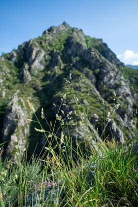 Aussicht Oseja de Sajambre,e Gemeinde in der Provinz Leon, Kastilien und Leon, Spanien.Nationalpark und UNESCO-Biosphärenreservat Picos de Europa Nordspanien Oseja de Sajambre ist eine Gemeinde in der Provinz Leon, Kastilien und Leon, Spanien.. Juni 2023. Gebirgslandschaft Wiesen-Knäuelgras (Dactylis glomerata) vor einem spitzen Berg Nordspanien erwandern *** View Oseja de Sajambre,e municipality in the province of Leon, Castile and Leon, Spain National Park and UNESCO Biosphere Reserve Picos de Europa Northern Spain Oseja de Sajambre is a municipality in the province of Leon, Castile and Leon, Spain June 2023 Mountain landscape meadows tangle grass Dactylis glomerata in front of a pointed mountain Northern Spain hiking 20230615DSC_5014