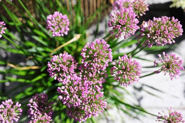 01.08.2023, Deutschland, NRW, Zierpflanzen, Allium, Zierlauch, Blüten, Blüte, Sommer, Zierpflanze, Topfpflanze NRW Deutschland *** 01 08 2023, Germany, NRW, ornamental plants, allium, ornamental garlic, flowers, bloom, summer, ornamental plant, pot plant NRW Germany Copyright: xSnowfieldxPhotographyx SF020823AlliumD2