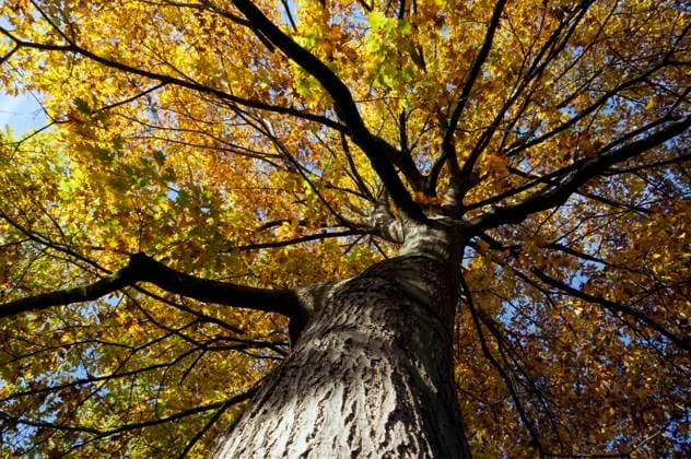 amerikanische Roteiche im Herbstlaub amerikanische Roteiche im Herbstlaub Copyright: xZoonar.com ErichxTeisterx 6522762
