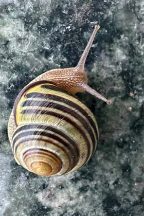 Creative Highlights World 25.07.2023, Berlin, GER - Hain-Baenderschnecke. (aussen, Aussenaufnahme, Berlin, Cepaea nemoralis, deutsch, Deutschland, Europa, europaeisch, Fauna, Fuehler, Garten-Baenderschnecke, Gehaeuse, Hain-Baenderschnecke, Hain-Schnirkelschnecke, HF, Hochformat, Kriechtier, Landschnecke, Lungenschnecke, Makro, Makroaufnahme, nah, Nahaufnahme, Natur, Schnecke, Schneckengehaeuse, Schneckenhaus, Schnirkelschnecke, Schwarzmuendige Baenderschnecke, Tier, Weichtier, Westeuropa, Wirbellose) 230725D813BERLIN.JPG *** 25 07 2023, Berlin, GER Hain Baenderschnecke exterior, exterior shot, Berlin, Cepaea nemoralis, German, Germany, Europe, European, Fauna, Fuehler, Garten Baenderschnecke, Gehaeuse, Hain Baenderschnecke, Hain Schnirkelschnecke, HF, portrait, rep