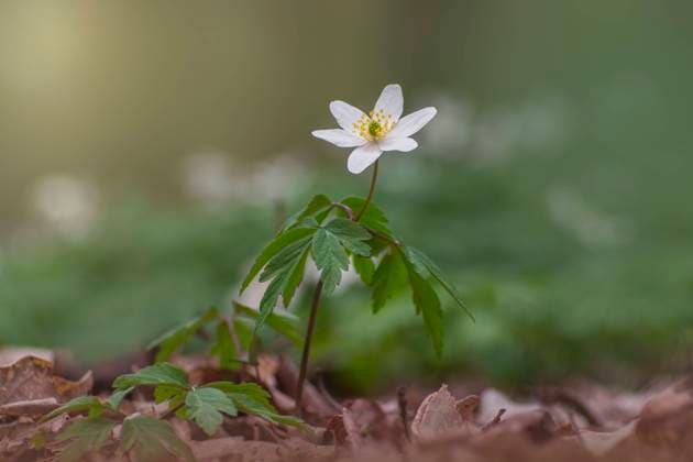 one blooming wood anemone grows in the forest Halle (Saale) Saxony Anhalt Germany _4191301