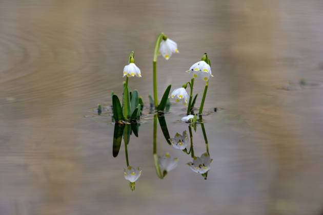 Märzenbecher, Leucojum vernum *** Marigolds, Leucojum vernum 1064101261