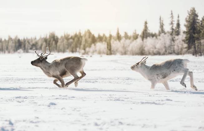 Reindeers running in snowy field under sky Side view of wild reindeers with big antlers running on snowy field in winter Lapland Model Released EricPanades_ID15461_471195_079 Copyright: xEricxPanadesx RECORD DATE NOT STATED