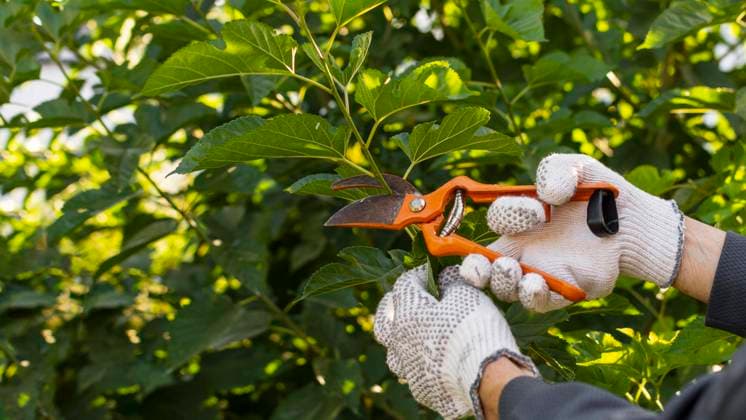  Nahaufnahme Gärtner, der sich um Pflanzen kümmert *** Close-up Gardener, the itself at Plants cares Copyright: imageBROKER/OleksandrxLatkun ibxole09458326.jpg ,model released, Symbolfoto ,property released