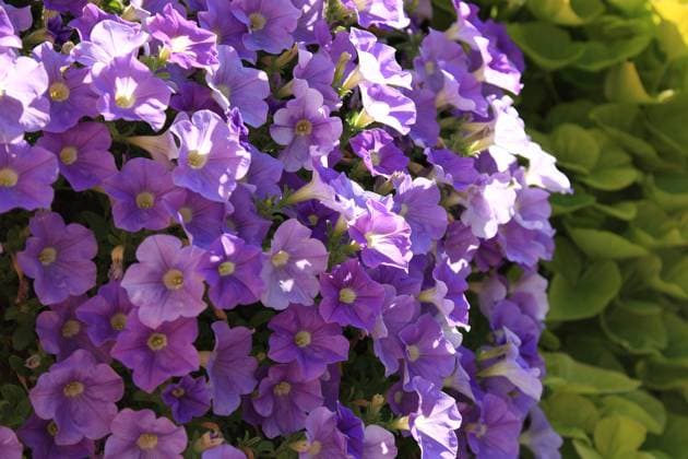 Violett blühende Petunien (Petunia), eine Pflanzengattung innerhalb der Familie der Nachtschattengewächse