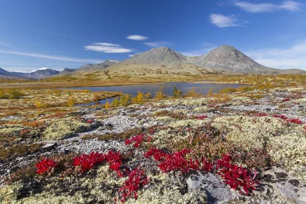 Creative Highlights World Alpenbärentraube und Rentierflechte auf der Tundra im Herbst und die Stygghøin Bergkette im Døraldalen, Rondane NP, Innlandet, Oppland, Norwegen, Europa *** Alpine Bear grapes and Rentierflechte at the Tundra at Autumn and the Stygghøin mountain range at Døraldalen, Rondane NP, Innlandet, Oppland, Norway, Europe Copyright: imageBROKER/alimdix/xArterrax/xSven-ErikxArndt ibltsm09442955.jpg