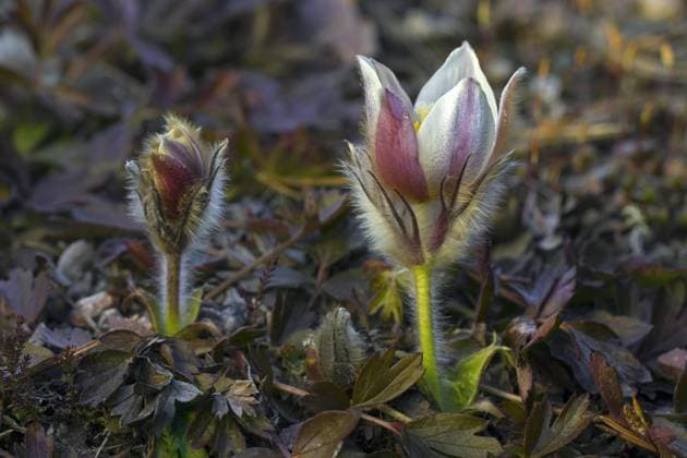  Frühlings Küchenschelle (Pulsatilla vernalis), Arktisches Veilchen, Schneeglöckchen, Frühlingsanemone in der Blütezeit im Frühjahr *** Spring Küchenschelle Pulsatilla vernalis , Arctic Violets, Snowdrops, Frühlingsanemone in the Flowering time at Spring Copyright: imageBROKER/alimdix/xArterrax/xSven-ErikxArndt ibltsm09478104.jpg