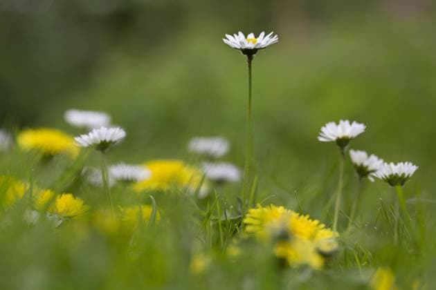  Gänseblümchen (Bellis perennis), Englisches Gänseblümchen in Blüte auf einer Wiese *** Daisies Bellis perennis , English Daisies in Flower at a Meadow Copyright: imageBROKER/alimdix/xArterrax/xJohanxDexMeester ibltsm09478788.jpg
