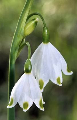  Märzenbecher (Leucojum vernum) Blumen *** snowflake Leucojum vernum Flowers Copyright: imageBROKER/alimdix/xArterrax/xJohanxDexMeester ibltsm09478798.jpg