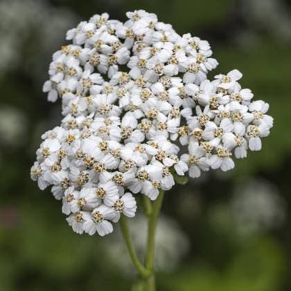 Gemeine Schafgarbe (Achillea millefolium) in Blüte *** Common Yarrow Achillea millefolium in Flower Copyright: imageBROKER alimdix xArterrax xJohanxDexMeester ibltsm09478848.jpg