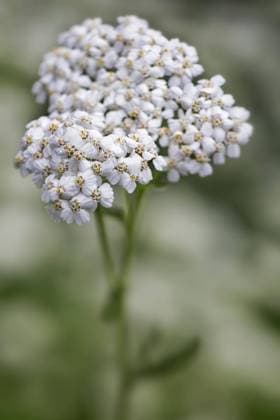 Gemeine Schafgarbe (Achillea millefolium) in Blüte *** Common Yarrow Achillea millefolium in Flower Copyright: imageBROKER alimdix xArterrax xJohanxDexMeester ibltsm09478849.jpg