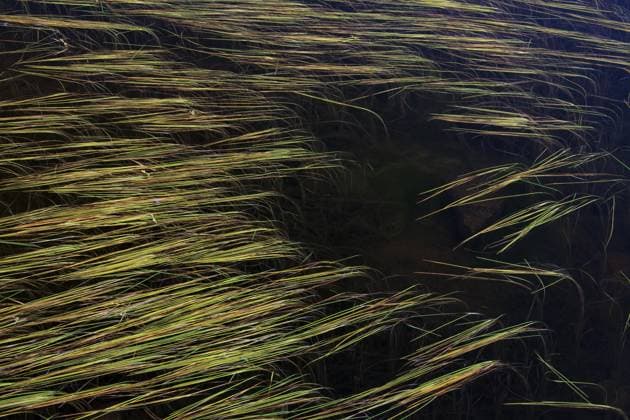 Creative Highlights World Blätter des Nördlichen Klettenlabkrauts (Sparganium hyperboreum) schwimmen in einem Sumpfgebiet, Grönland, Nordamerika *** Sheets of northern Burdock cabbage Sparganium hyperboreum Swimming in a Marsh, Greenland, North America Copyright: imageBROKER/alimdix/xArterrax/xSven-ErikxArndt ibltsm09479188.jpg