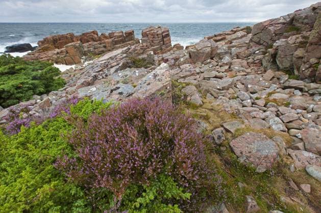 Creative Highlights World Heidekraut (Calluna vulgaris), Leng an der felsigen Küste von Hovs Hallar, Naturschutzgebiet an der Ostsee auf der Halbinsel Bjäre, Skane, Schonen, Schweden, Europa *** Heather Calluna vulgaris , Ling to the rocky Coast from Hovs Hallar, Nature reserve to the Baltic Sea at the Peninsula Bjäre, Skane, Spare, Sweden, Europe Copyright: imageBROKER/alimdix/xArterrax/xSven-ErikxArndt ibltsm09479225.jpg