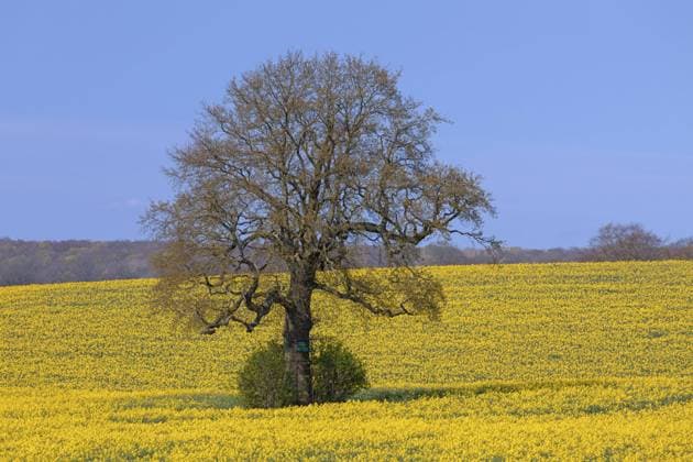  Ackerland mit blühendem Raps (Brassica napus) und alleinstehender Stieleiche (Quercus robur) im Frühjahr *** Arable land with flourishing Canola Brassica napus and Single person Stieleiche Quercus Robur at Spring Copyright: imageBROKER/alimdix/xArterrax/xSven-ErikxArndt ibltsm09479229.jpg