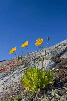 Creative Highlights World Arktischer Mohn (Papaver radicatum) blüht auf Felsen, Diskobucht, Westgrönland, Grönland, Nordamerika *** Arctic Mohn Papaver radicatum blooms at Rocks, Disco Bay, West Greenland, Greenland, North America Copyright: imageBROKER/alimdix/xArterrax/xSven-ErikxArndt ibltsm09480380.jpg