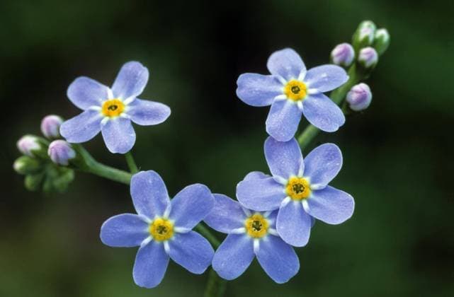  Sumpfvergissmeinnicht (Myosotis palustris), Echtes Vergissmeinnicht in Blüte im Frühjahr *** Sumpfvergißmeinnicht Myosotis palustris , Real Forget-me-not in Flower at Spring Copyright: imageBROKER/alimdix/xArterrax/xJohanxDexMeester ibltsm09480485.jpg
