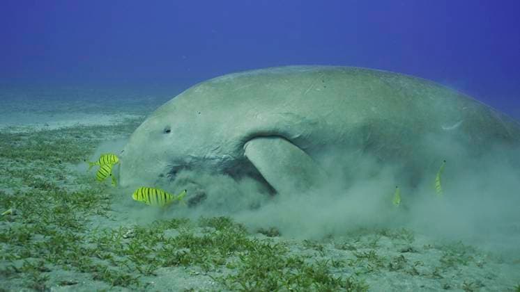 Creative Highlights World Dugong (Dugong dugon) frisst Algen auf einer Seegraswiese. Dugong in Begleitung eines Schwarmes von Goldstachelmakrelen (Gnathanodon speciosus) beim Fressen von Seegras, Rotes Meer, Ägypten, Afrika *** Dugong Dugong dugon eats Algae at a Seegraswiese Dugong in Support one Swarm from Golden Spiny Mackerel Gnathanodon speciosus at Food from Seagrass, Red Sea, Egypt, Africa Copyright: imageBROKER/AndreyxNekrasov ibxaaa09468051.jpg