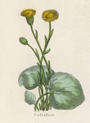 PLANTS TUSSILAGO FARFARA COLTSFOOT Date: circa 1820  Copyright: Copyrightx(c)Geminix2023.xCredit:xGemini 10040693