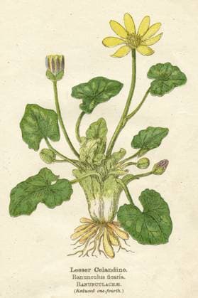 RANUNCULUS FICARIA LESSER CELANDINE, or PILEWORT Date: early 20th century  Copyright: Copyrightx(c)Geminix2023.xCredit:xGemini 10040912