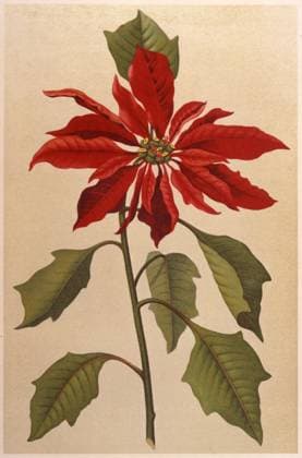 EUPHORBIA PULCHERRIMA POINSETTIA, or MEXICAN FLAME LEAF Date: 1913  Copyright: Copyrightx(c)Geminix2023.xCredit:xGemini 10041686