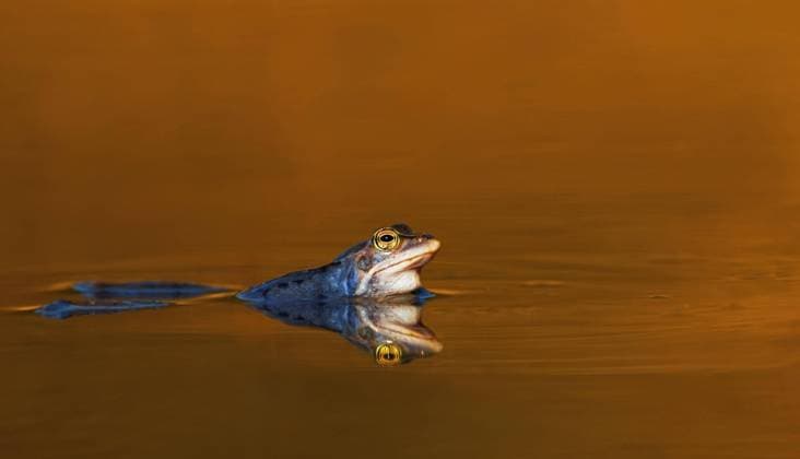 Moorfrosch (Rana arvalis) schwimmend in einem Teich, die Niederlande *** Moor Frog Rana Arvalis floating in a Pond, the Netherlands Copyright: imageBROKER alimdix xArterrax xLoulouxBeavers ibltsm09492004.jpg