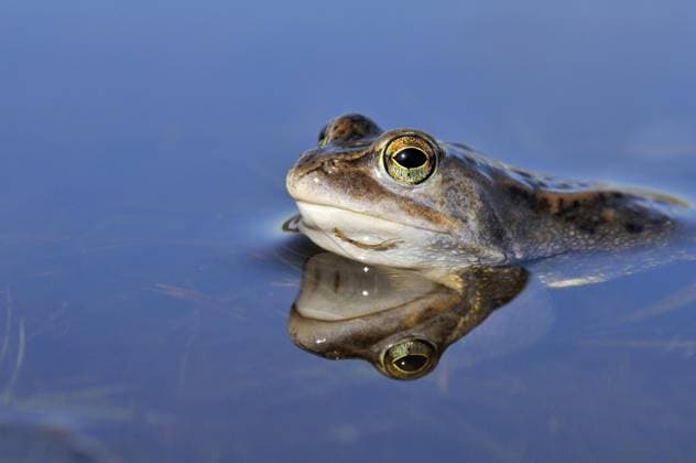 Moorfrosch (Rana arvalis) schwimmend in einem Teich, die Niederlande *** Moor Frog Rana Arvalis floating in a Pond, the Netherlands Copyright: imageBROKER alimdix xArterrax xLoulouxBeavers ibltsm09492005.jpg